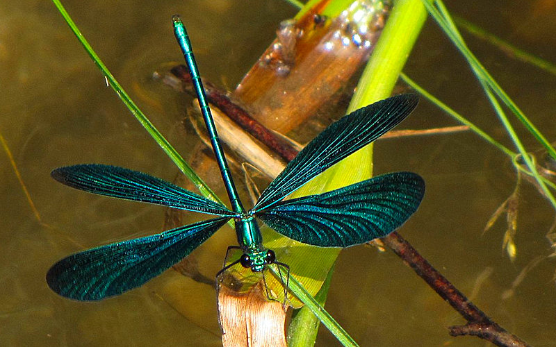 Calopteryx  virgo meridionalis, maschio